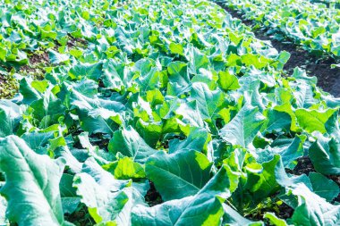 Sebze bahçesinde yeşil Çin lahanası, Tayland.