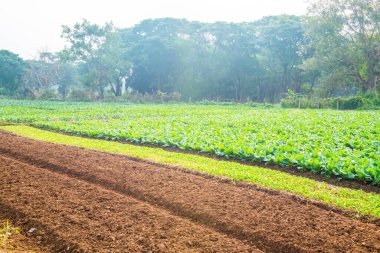 Sebze bahçesinde yeşil Çin lahanası, Tayland.