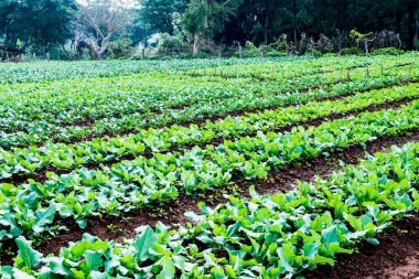 Sebze bahçesinde yeşil Çin lahanası, Tayland.