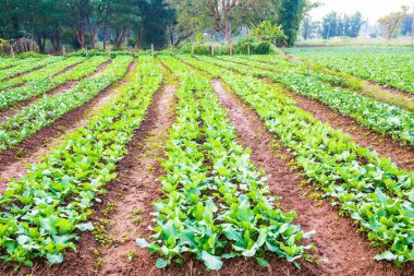 Sebze bahçesinde yeşil Çin lahanası, Tayland.