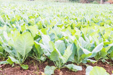 Sebze bahçesinde yeşil Çin lahanası, Tayland.