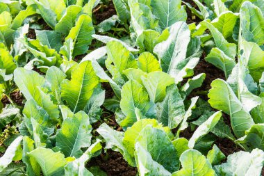 Sebze bahçesinde yeşil Çin lahanası, Tayland.