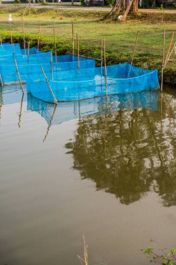 Tayland 'da balık kafesleri.