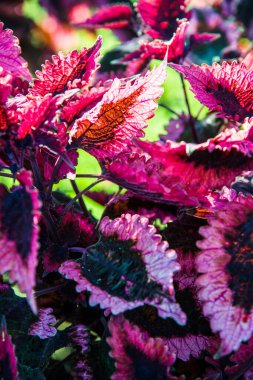 Bahçede kırmızı yapraklar, Tayland.