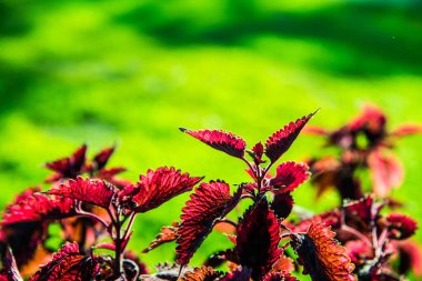 Bahçede kırmızı yapraklar, Tayland.
