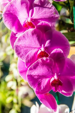 pembe orkide çiçek yakın, Tayland.