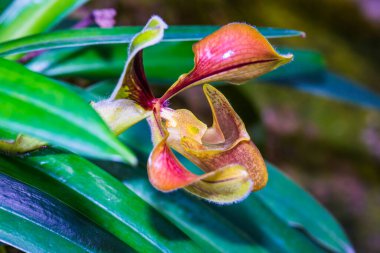 Tayland 'da Paphiopedilum orkidesi.
