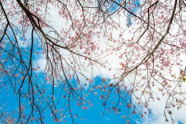 Gökyüzü ile birlikte kiraz çiçeği, Tayland.