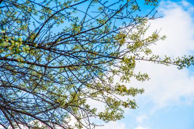 Beyaz kiraz çiçeği gökyüzü, Tayland.