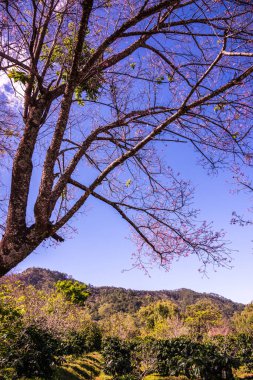 Chiangmai, Tayland 'da kiraz çiçeği parkı..