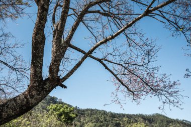 Chiangmai, Tayland 'da kiraz çiçeği parkı..