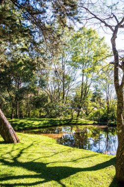 Tayland 'da küçük göletli bir orman..