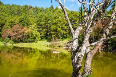 Tayland 'da gölü olan kiraz ağaçları..