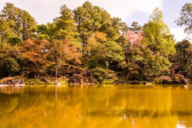 Tayland 'da gölü olan kiraz ağaçları..