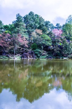 Tayland 'da gölü olan kiraz ağaçları..