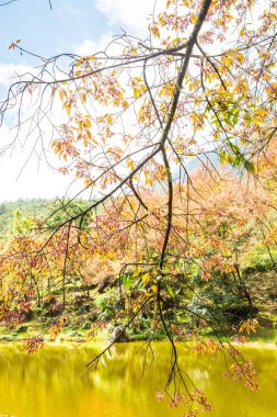 Tayland 'da gölü olan kiraz ağaçları..