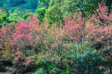 Tayland, Tayland 'da kiraz ağaçları.