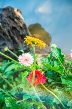 Bahçesinde damla olan Gerbera çiçekleri, Tayland.