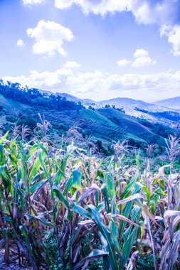Tayland 'ın Chiangrai ilindeki mısır bitkisi ile dağ manzarası.