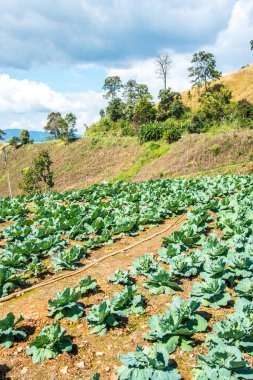 Tayland 'ın Chiangrai ilindeki dağda tarım.