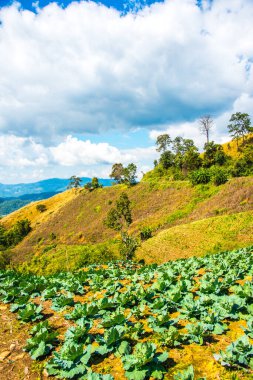 Tayland 'ın Chiangrai ilindeki dağda tarım.