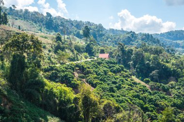 Tayland 'ın Chiangrai eyaletinde dağ manzarası.
