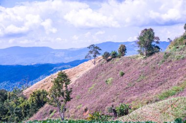Tayland 'ın Chiangrai eyaletinde dağ manzarası.