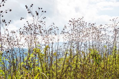 Dağ manzaralı kurumuş çiçekler, Tayland.