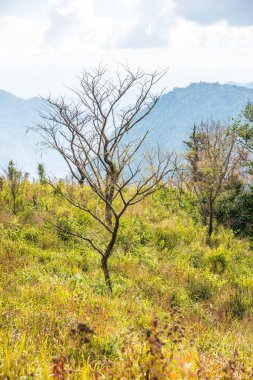 Chiangrai, Tayland 'daki Phu Chi Fa Dağı manzarası.