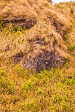 Taş, Tayland Phu Chi Fa 'daki maymun surata benziyor..