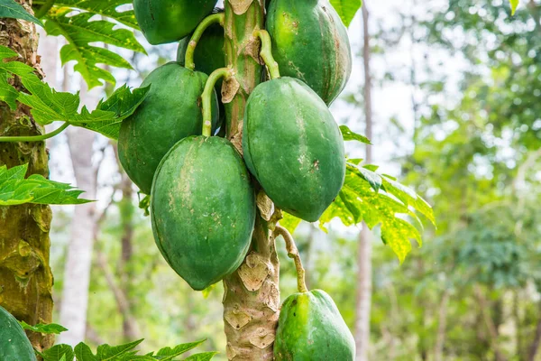 Ağaçta Papaya meyveleri, Tayland.