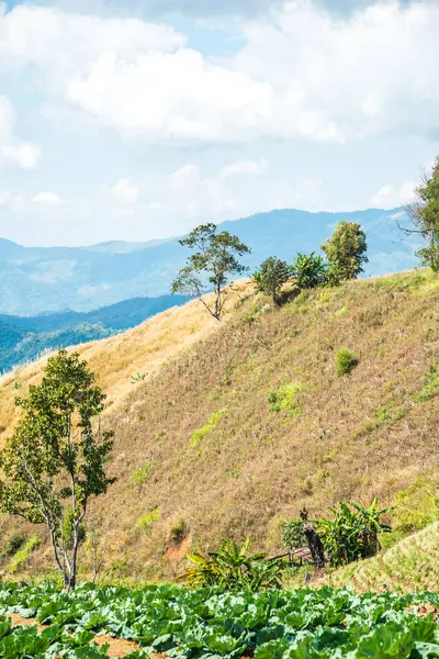 Tayland 'ın Chiangrai eyaletinde dağ manzarası.