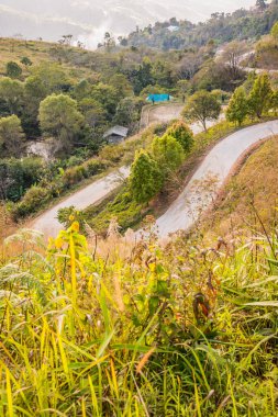 Chiangrai, Tayland 'da Doi Pha Tang yolu..