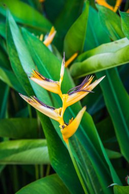 Park, Tayland 'da cennet kuşu..