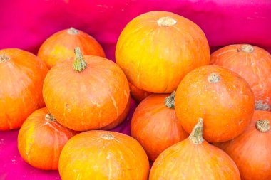 Bir grup portakal kabağı, Tayland.