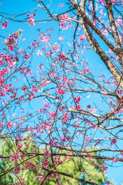 Mavi gökyüzü olan kiraz ağaçları, Tayland.