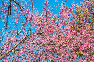 Mavi gökyüzü olan kiraz ağaçları, Tayland.