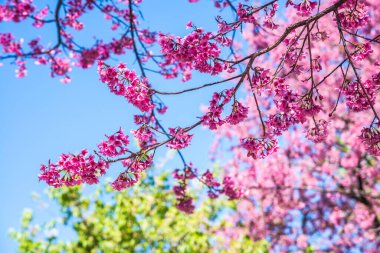 Mavi gökyüzü olan kiraz ağaçları, Tayland.
