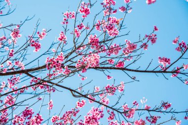 Mavi gökyüzü olan kiraz ağaçları, Tayland.