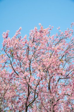 Mavi gökyüzü olan kiraz ağaçları, Tayland.