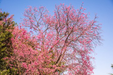 Mavi gökyüzü olan kiraz ağaçları, Tayland.