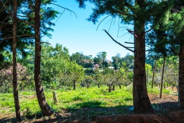 Khun Wang Kraliyet Projesi, Tayland.