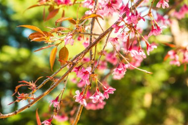 Doğal arka planı olan kiraz ağaçları, Tayland.