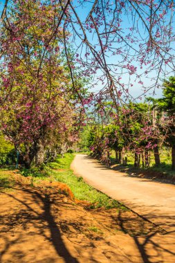 Chiangmai, Tayland 'da kiraz çiçeği parkı..