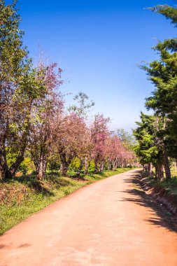 Chiangmai, Tayland 'da kiraz çiçeği parkı..