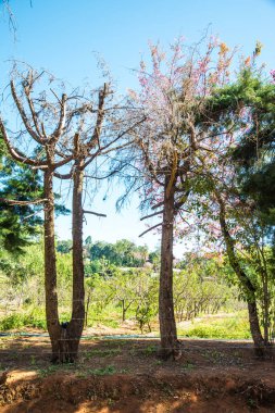 Doğal arka planı olan kiraz ağaçları, Tayland.