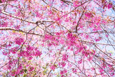 Kiraz Çiçekleri, Tayland 'ın arka planı.