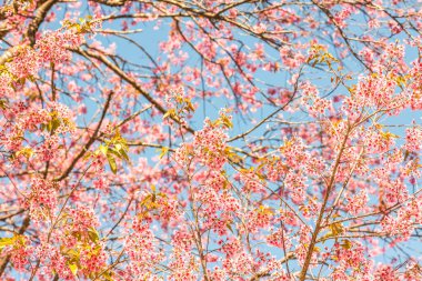Kiraz Çiçekleri, Tayland 'ın arka planı.