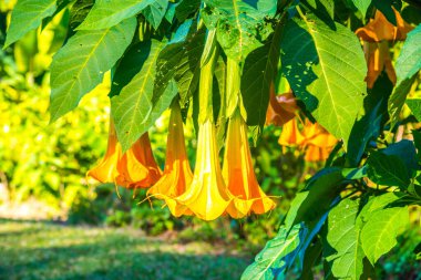 Datura çiçekleri ağaçta, Tayland.