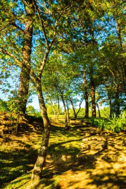 Tayland 'ın Chiangmai eyaletindeki tepede park et..